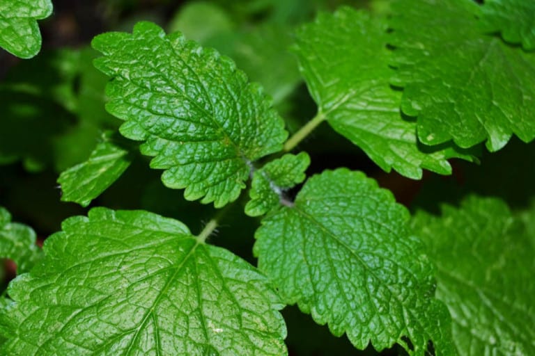 Leia o artigo Melissa e outras ervas sem restrições