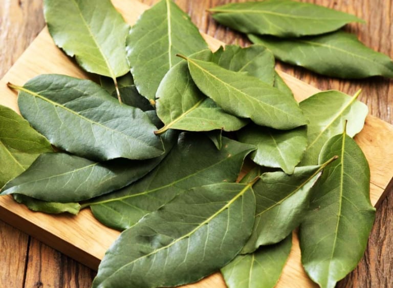 Leia o artigo Louro: queimar folhas em casa traz benefícios surpreendentes