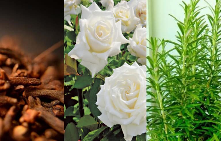 Leia o artigo Proteção espiritual para antes e depois do Carnaval