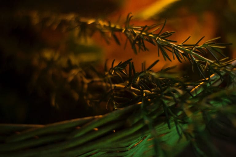 Leia o artigo Alecrim na Umbanda e suas aplicações para o dia a dia