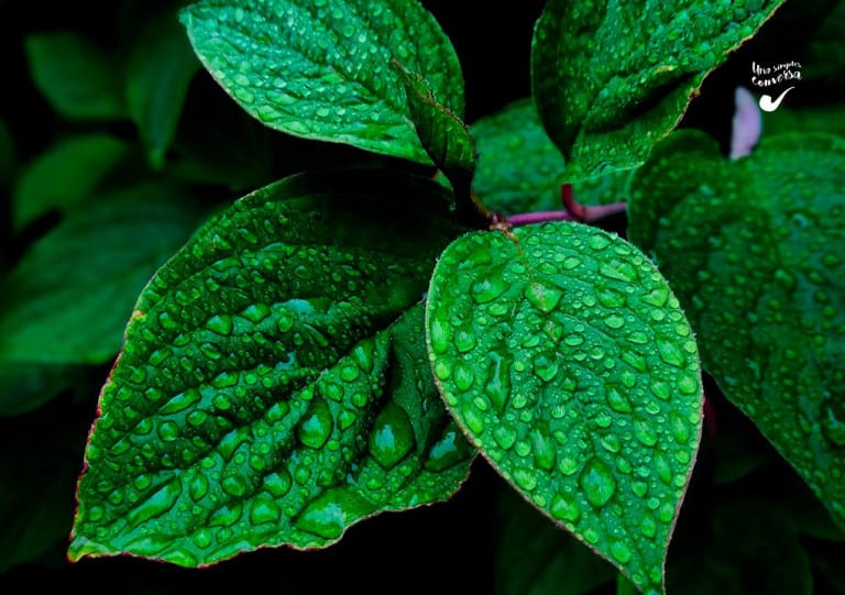 Leia o artigo O exemplo da Umbanda em tempos sombrios