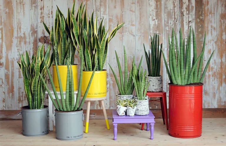 Leia o artigo 5 plantas para dormir melhor