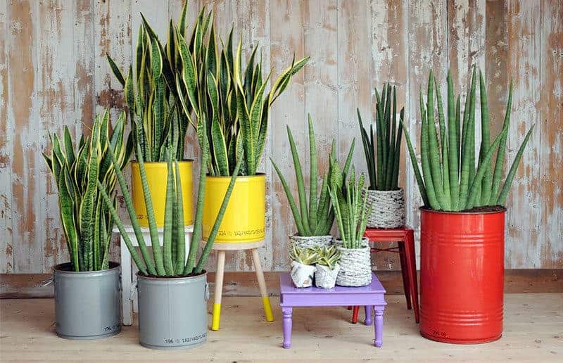 5 plantas para dormir melhor 2 plantas para dormir melhor