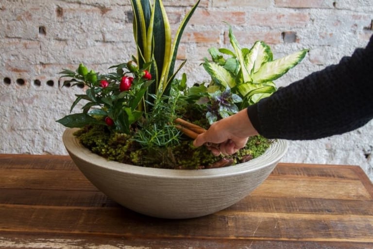 Leia o artigo Vaso de 7 ervas: o que é e como funciona?