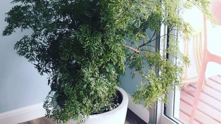 Leia o artigo Plantas que curam: tenha sempre em sua casa
