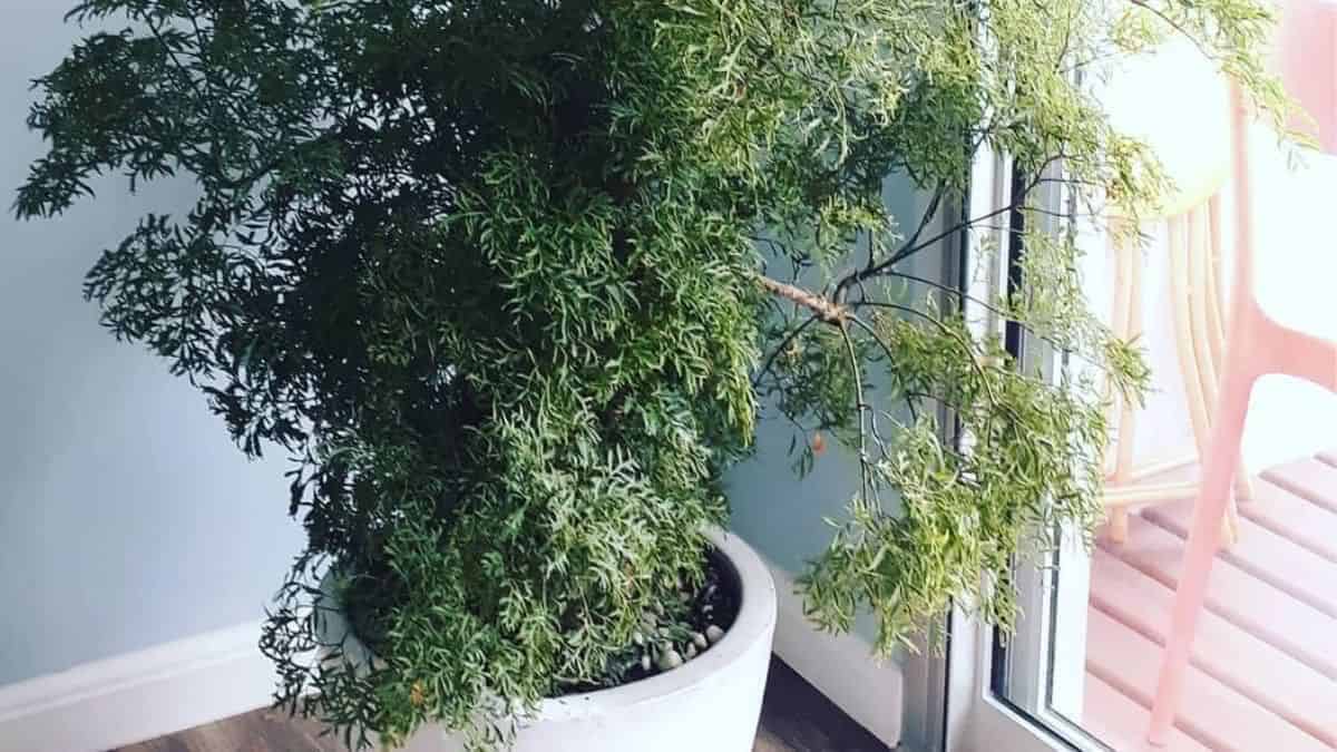 Plantas que curam: tenha sempre em sua casa 2 plantas que curam